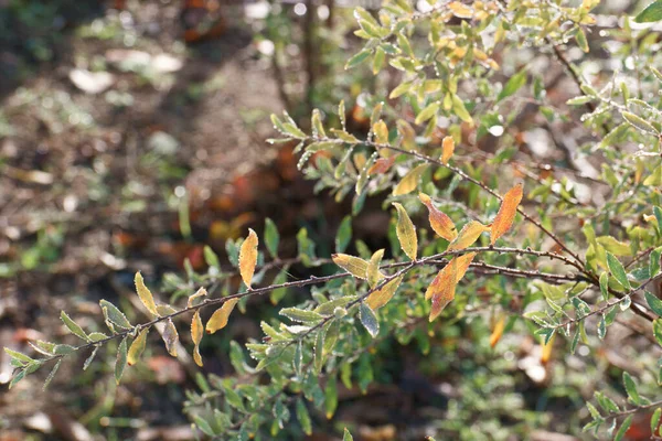 乔木叶枝秋天植物自然植物区系Spain — 图库照片