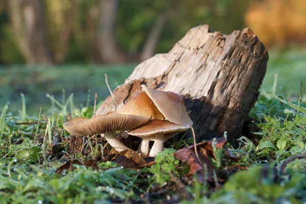 Mushroom Nature Autumn Hat Fall Forest Natural Eat — Stock Photo, Image