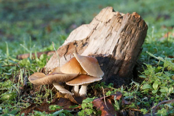 Cogumelo Natureza Outono Chapéu Queda Floresta Natural Comer — Fotografia de Stock