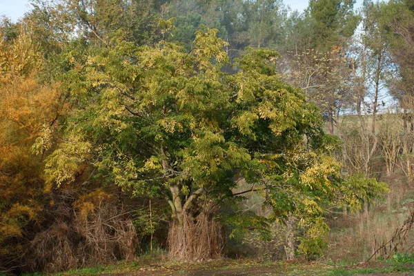 Baum Blätter Zweig Herbst Pflanze Natur Flora Spanien — Stockfoto