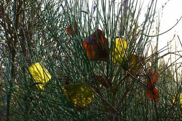 Осенние Листья Ветви Растений — стоковое фото