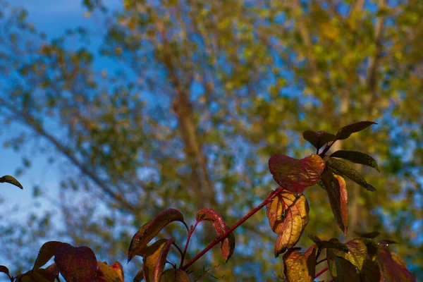 Strom Listy Větev Podzim Rostlina Příroda Flóra Španělsko — Stock fotografie