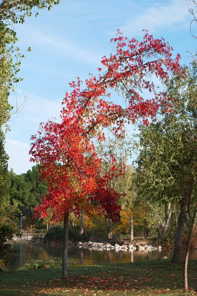 stock image tree leafs branch autumn plant nature flora spain