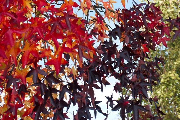 Ağaç Yaprakları Sonbahar Dalları Bitki Örtüsü — Stok fotoğraf