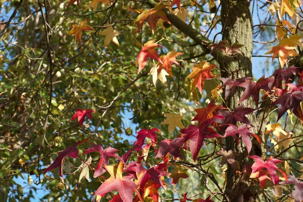 Baum Blätter Zweig Herbst Pflanze Natur Flora Spanien — Stockfoto