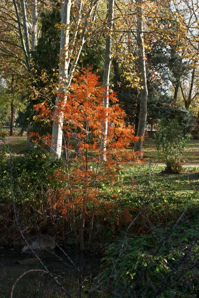 Φύλλα Δέντρων Κλαδί Φθινόπωρο Φυτό Φύση Χλωρίδα Ισπανία — Φωτογραφία Αρχείου