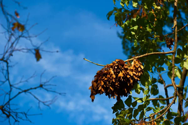Drzewo Liście Gałąź Jesień Roślina Natura Flora Hiszpania — Zdjęcie stockowe