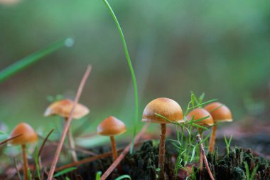 Mantar ormanı açık hava doğa çim şapka doğal
