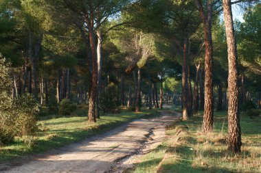 Orman manzarası ağaçlar doğayı dallandırır.