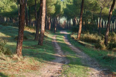 Orman manzarası ağaçlar doğayı dallandırır.