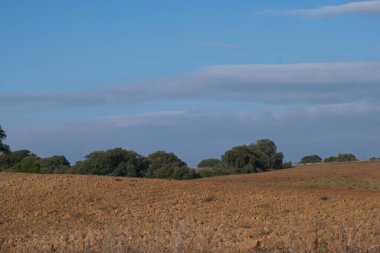 Orman manzarası ağaçlar doğayı dallandırır.