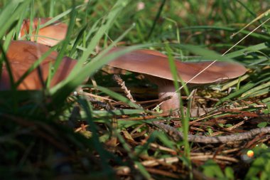 Mantar ormanı açık hava doğa çim şapka doğal