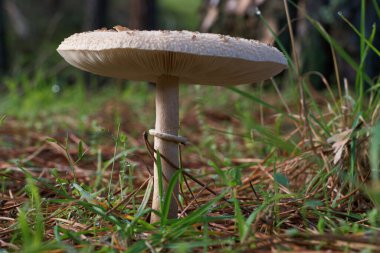Mantar ormanı açık hava doğa çim şapka doğal