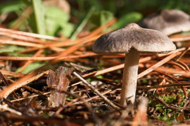 Mantar ormanı açık hava doğa çim şapka doğal