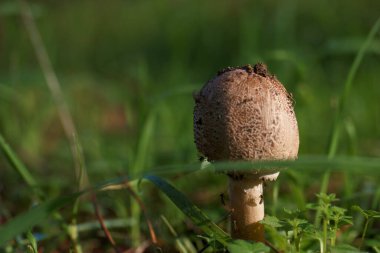 Mantar ormanı açık hava doğa çim şapka doğal