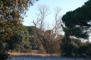 tree landscape view branch plant nature outdoor trunk