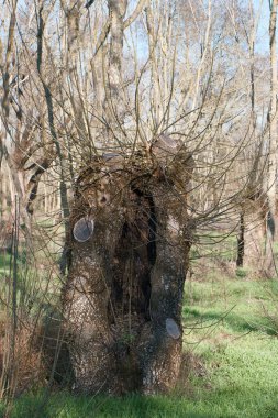 tree landscape view branch plant nature outdoor trunk