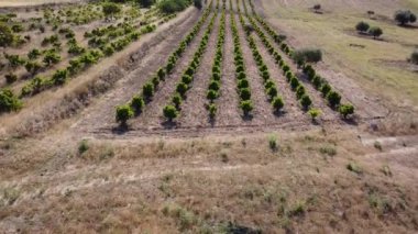 Mısır gevreği manzaralı tarımsal tarım kırsal bitkiler tabiat baharında