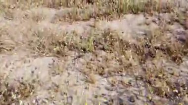 Mısır gevreği manzaralı tarımsal tarım kırsal bitkiler tabiat baharında