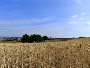 Tarlalar doğa çayır bitkileri baharda açık hava manzarası 