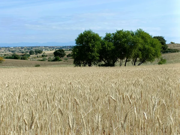 Tarlalar doğa çayır bitkileri baharda açık hava manzarası 