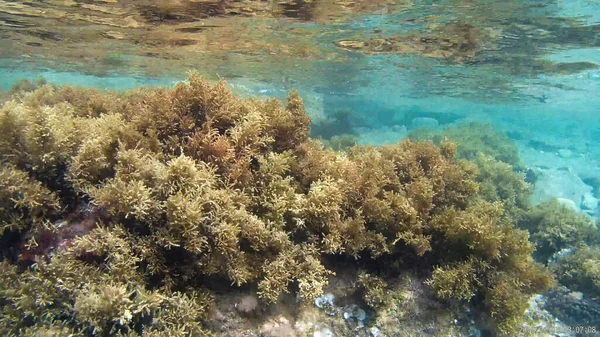 Landscape View Nature Plants Sea Underwater Undersea Stone — Stock Photo, Image