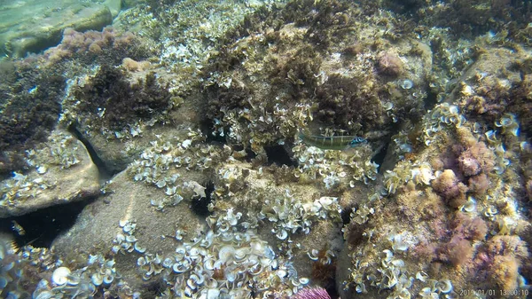Landschaft Ansicht Natur Pflanzen Meer Unterwasser Unterwasser Stein — Stockfoto