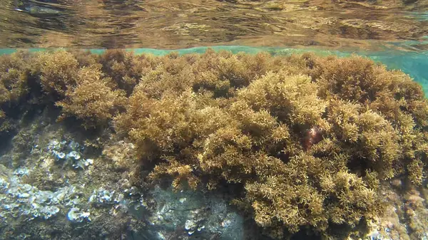 Landscape View Nature Plants Sea Underwater Undersea Stone — Stock Photo, Image