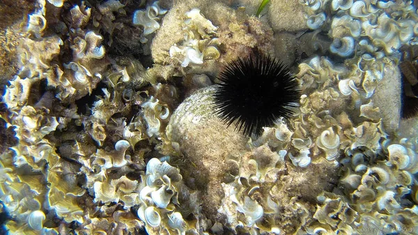 Sea Urchin Sea Water Underwater Stone Animal Black Nature — Stock Photo, Image