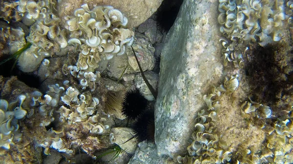 Seeigel Meerwasser Unterwasser Stein Tier Schwarz Natur — Stockfoto