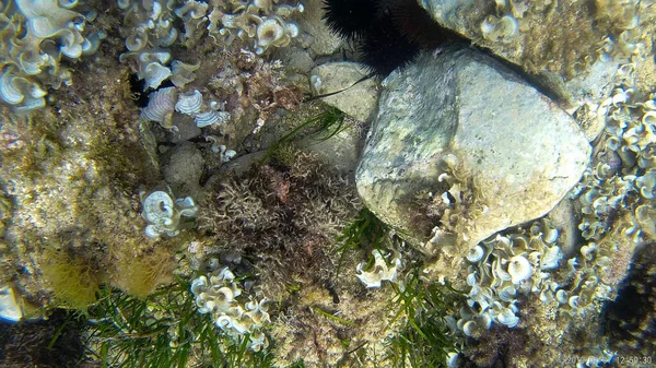 Erizo Mar Agua Mar Piedra Submarina Animal Naturaleza Negra —  Fotos de Stock