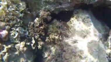 Su Akdeniz doğa balığı açık havada İspanya buzağısı dalışı