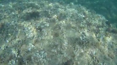 Su Akdeniz doğa balığı açık havada İspanya buzağısı dalışı