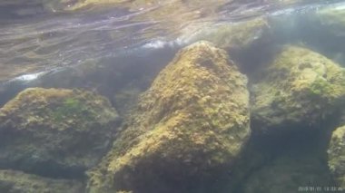 Su Akdeniz doğa balığı açık havada İspanya buzağısı dalışı