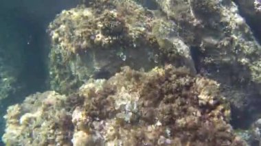 Su Akdeniz doğa balığı açık havada İspanya buzağısı dalışı