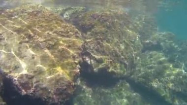 Su Akdeniz doğa balığı açık havada İspanya buzağısı dalışı