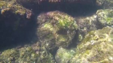 Su Akdeniz doğa balığı açık havada İspanya buzağısı dalışı