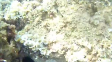 Su Akdeniz doğa balığı açık havada İspanya buzağısı dalışı