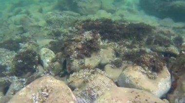 Su Akdeniz doğa balığı açık havada İspanya buzağısı dalışı
