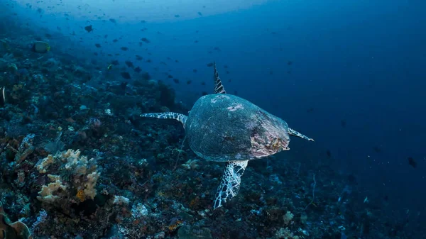 Turtle Animal Underwater Nature Water Ocean Wildlife Blue Reef — Stock Photo, Image