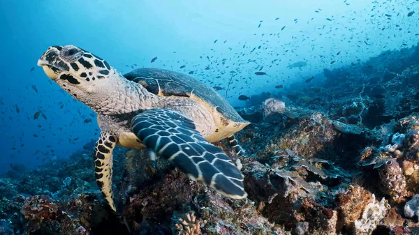 Turtle Animal Underwater Nature Water Ocean Wildlife Blue Reef — Stock Photo, Image