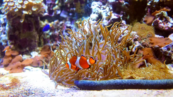 Fish Animal Colors Nature Ocean Wildlive Water Reef Atlantic — Stock Photo, Image