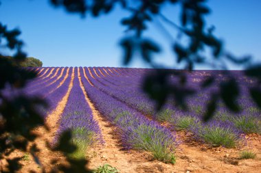 Çiçek lavantası doğa bitki örtüsü yaz aylarında Avrupa 'da tarım