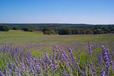 Çiçek lavantası doğa bitki örtüsü yaz aylarında Avrupa 'da tarım