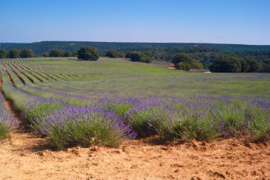 Çiçek lavantası doğa bitki örtüsü yaz aylarında Avrupa 'da tarım