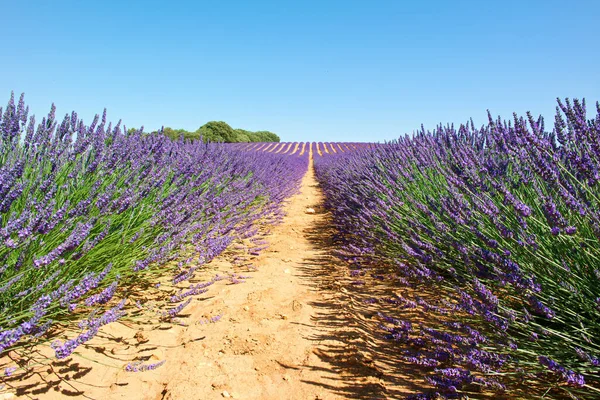 Flower Lavender Nature Field Plant Landscape Countryside Summer Outdoors Europe — Stock Photo, Image