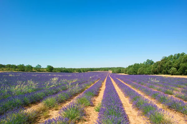 Virág Levendula Természet Mező Növény Táj Táj Nyár Szabadban Európa — Stock Fotó