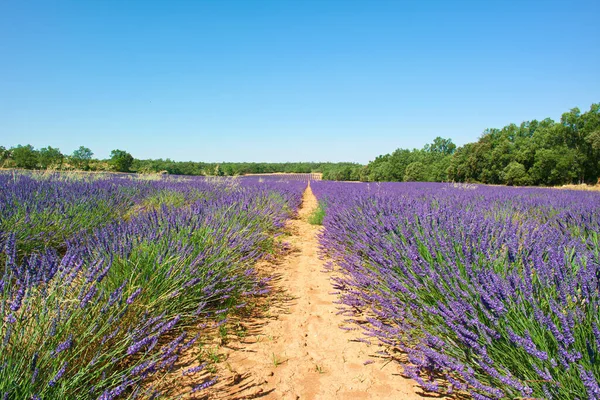 Virág Levendula Természet Mező Növény Táj Táj Nyár Szabadban Európa — Stock Fotó