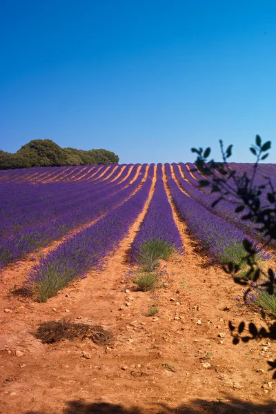 Flower Lavender Nature Field Plant Landscape Countryside Summer Outdoors Europe — Stock Photo, Image