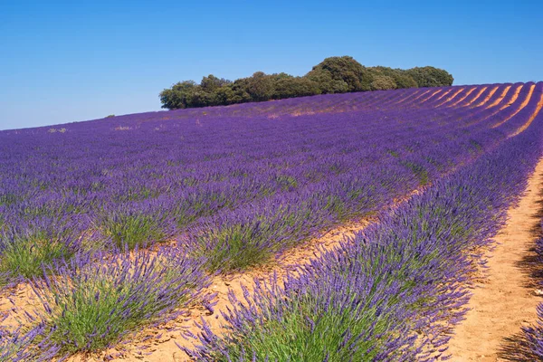 Bloem Lavendel Natuur Veld Plant Landschap Landschap Zomer Buitenshuis Europa — Stockfoto